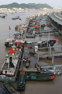 第一风东海梭子蟹上市 码头统购批发价15元一斤